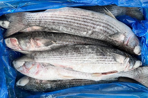 z4225701840614e4dc52de01fc5a51842c8d4a72f5fdb9