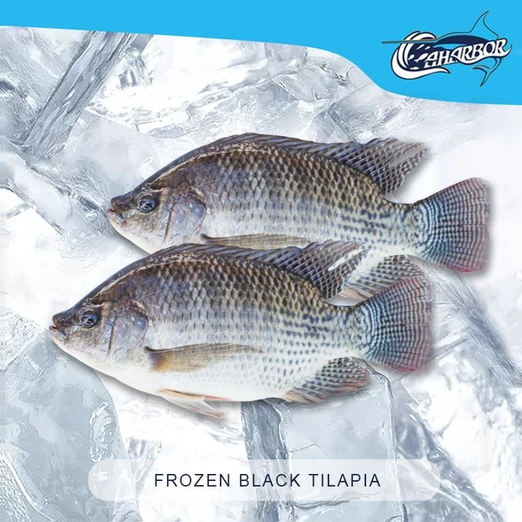 Frossen tilapia wr