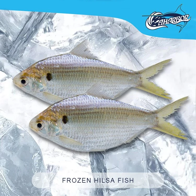 Frozen Hilsa Fish Frozen Hilsa Fish