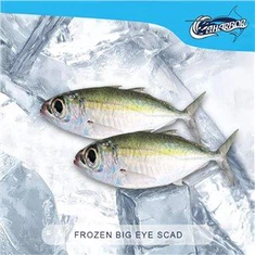 Frossen Big Eye Scad