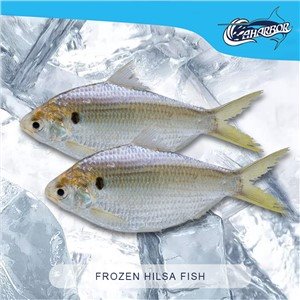 Frossen Hilsa fisk