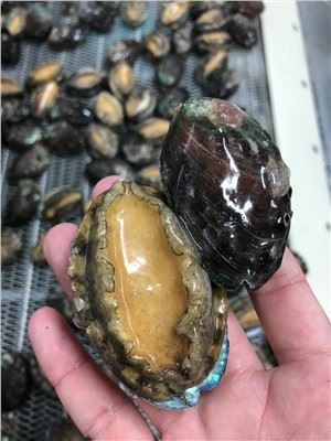 Frosset skall-på Abalone