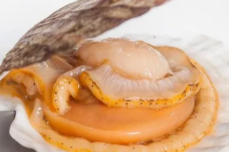 Halv skjell kamskjell