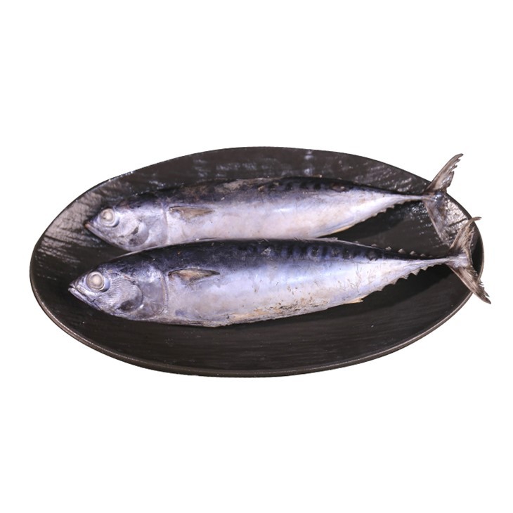 Frozen Bullet Tunfisk Auxis Rochei