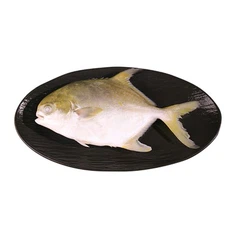 Ny sesong Kina Golden Pompano