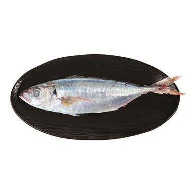 Frossen Red Tail Scad