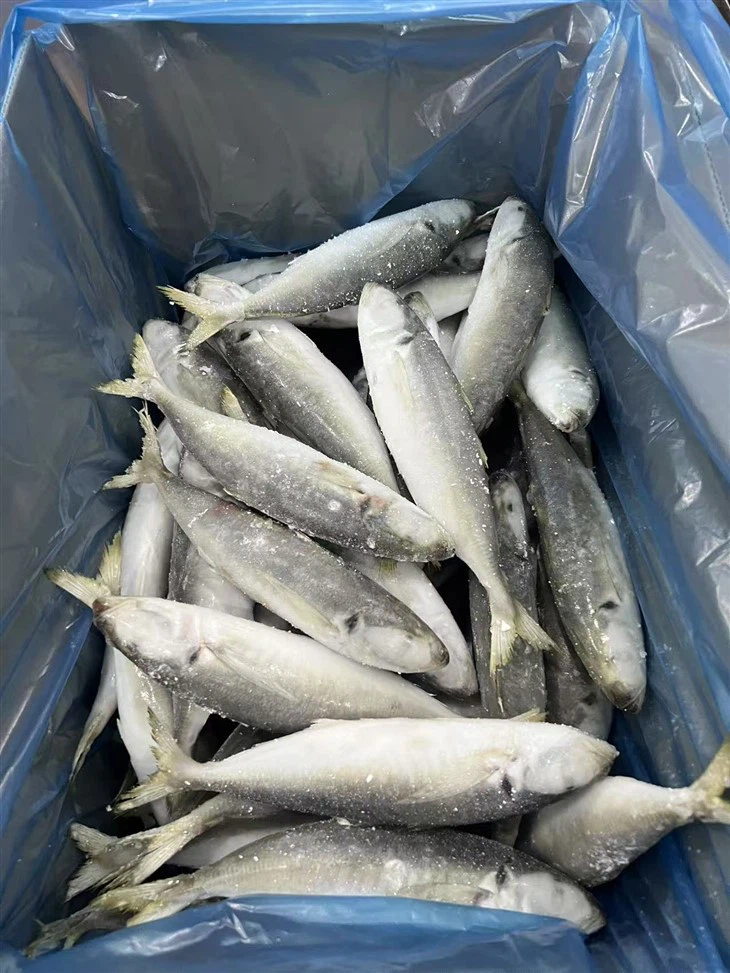 Frozen Chinese Scad Fish factory