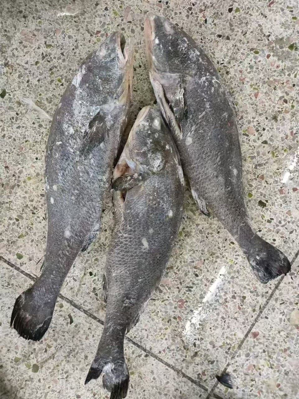 Frozen Croaker Whole Gutted