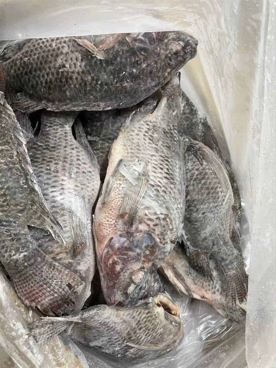 Frozen Tilapia WR