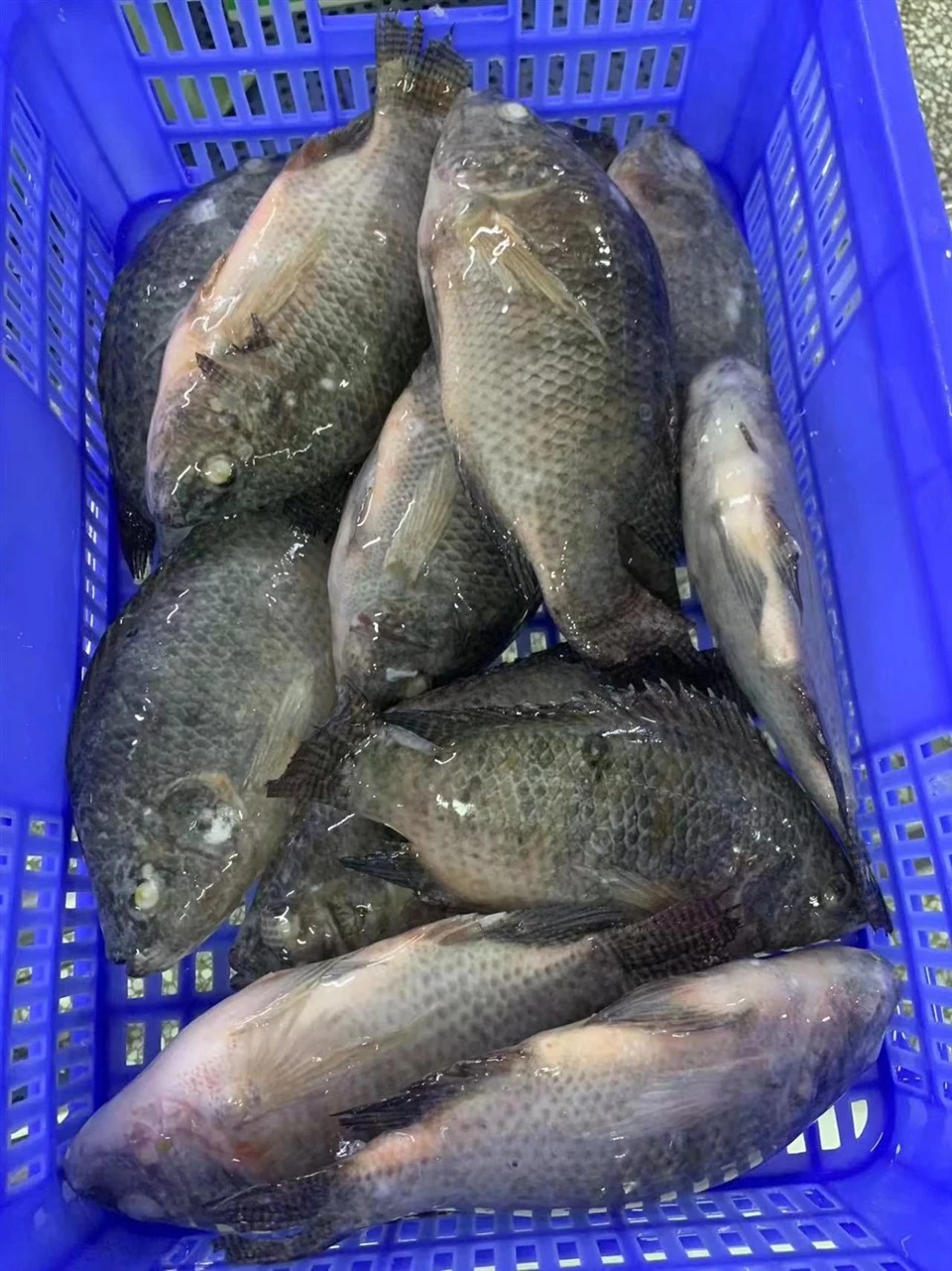 Frozen Tilapia WR