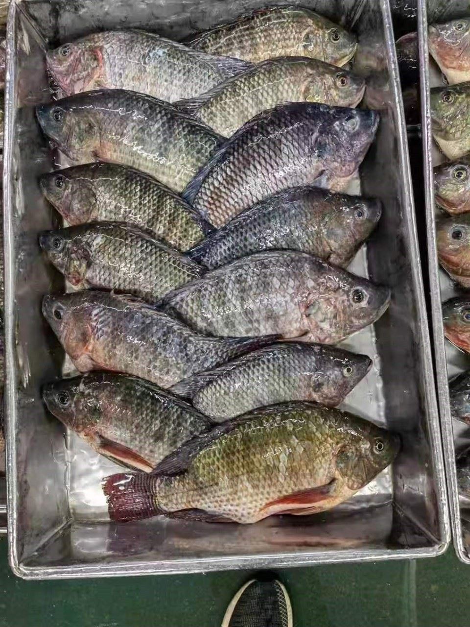 Frozen Tilapia WR