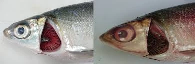 Hvordan identifisere akvatiske produkt av høy kvalitet?